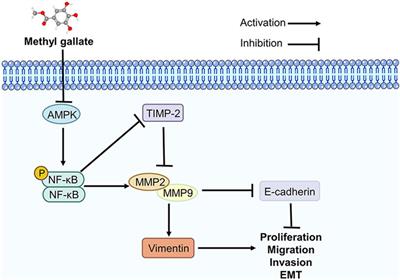 Frontiers Methyl Gallate Suppresses The Migration Invasion And